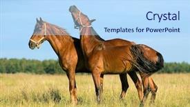  Presentation with horses - Cool new presentation theme with two young horses playing in field backdrop and a light blue colored foreground