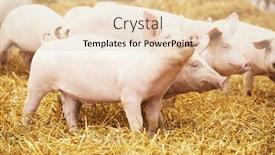  Presentation with pig farm - Beautiful presentation theme featuring two-young-piglet-at-pig backdrop and a lemonade colored foreground