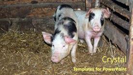  Presentation with pigs - Slides enhanced with two-young-pigs background and a tawny brown colored foreground