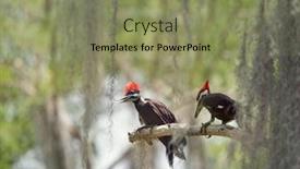  Presentation with wetlands - Beautiful PPT theme featuring two young pileated woodpeckers on a branch in florida wetlands backdrop and a coral colored foreground