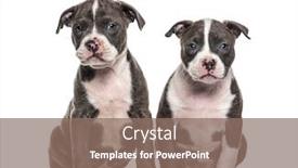  Presentation with bully - Cool new slide deck with two-young-puppies-american-bully backdrop and a violet colored foreground