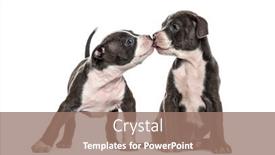  Presentation with bully - Amazing slide set having two-young-puppies-american-bully backdrop and a coral colored foreground