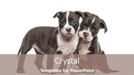  Presentation with bully - Cool new PPT layouts with two-young-puppies-american-bully backdrop and a coral colored foreground