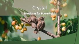  Presentation with cherry - Presentation theme enhanced with two young sparrows are sitting background and a mint green colored foreground