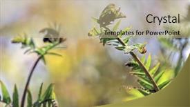  Presentation with fern - Colorful PPT layouts enhanced with two young spirals fern in a forest osmonda regalis species focus on the first right fern backdrop and a coral colored foreground