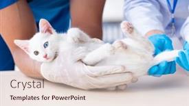  Presentation with vet - Colorful presentation design enhanced with two young vet doctors examining sick cat backdrop and a lemonade colored foreground