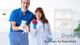  Presentation with vet - Presentation design enhanced with two young vet doctors examining sick cat background and a light blue colored foreground