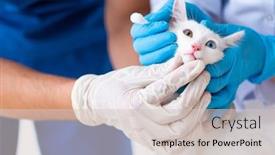  Presentation with vet - Presentation theme having two young vet doctors examining sick cat background and a lemonade colored foreground