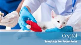  Presentation with vet - Amazing presentation design having two young vet doctors examining sick cat backdrop and a teal colored foreground