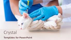  Presentation with vet - Audience pleasing presentation design consisting of two-young-vet-doctors-examining backdrop and a lemonade colored foreground