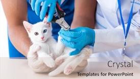  Presentation with vet - Audience pleasing slide set consisting of two-young-vet-doctors-examining backdrop and a soft green colored foreground