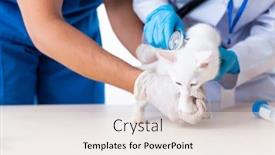  Presentation with vet - Amazing slides having two-young-vet-doctors-examining backdrop and a lemonade colored foreground