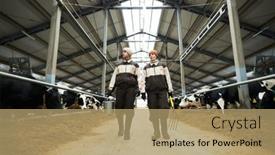  Presentation with cattle - Presentation theme enhanced with two-young-workers-of-cowfarm background and a coral colored foreground