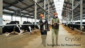  Presentation with dairy - PPT theme consisting of two-young-workers background and a coral colored foreground