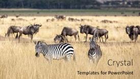  Presentation with migration - PPT theme featuring two-zebra background and a coral colored foreground