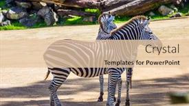  Presentation with new zealand - Audience pleasing theme consisting of two-zebras-in-the-zoo backdrop and a lemonade colored foreground