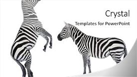  Presentation with funny animal - Amazing PPT layouts having two zebras playing funny animals backdrop and a white colored foreground