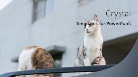  Presentation with cat - Presentation theme featuring twp cat sit on a car in the outdoor background and a lemonade colored foreground