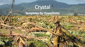  Presentation with banana tree - Slide deck having tyhoon - banana tree destroyed background and a teal colored foreground