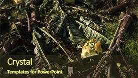  Presentation with typhoon - Cool new presentation design with tyhoon - banana tree destroyed backdrop and a  colored foreground