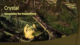  Presentation with banana tree - Slide deck having tyhoon - banana tree destroyed background and a tawny brown colored foreground