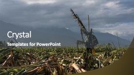  Presentation with typhoon - Slide set with tyhoon - banana tree destroyed background and a gray colored foreground