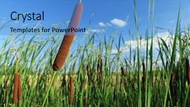  Presentation with common cold cough contagious virus - Slide deck having typha latifolia common bulrush broadleaf background and a teal colored foreground