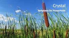 Presentation with common cold cough contagious virus - PPT theme enhanced with typha latifolia common bulrush broadleaf background and a teal colored foreground