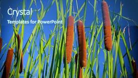  Presentation with common cold cough contagious virus - Beautiful theme featuring typha latifolia common bulrush broadleaf backdrop and a ocean colored foreground
