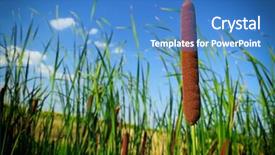  Presentation with quail bird common - PPT theme with typha latifolia common bulrush broadleaf background and a teal colored foreground