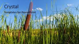  Presentation with quail bird common - PPT theme enhanced with typha latifolia common bulrush broadleaf background and a teal colored foreground