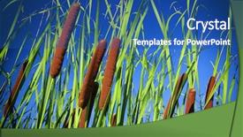  Presentation with common cold cough - Colorful presentation enhanced with typha latifolia common bulrush broadleaf backdrop and a ocean colored foreground