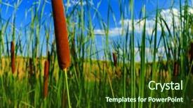  Presentation with common cold cough - Slide deck having typha latifolia common bulrush broadleaf background and a tawny brown colored foreground