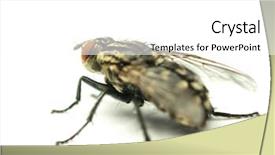  Presentation with white house - Amazing theme having typhoid - common house fly on white backdrop and a white colored foreground