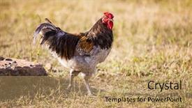  Presentation with african landscape ethiopia - PPT layouts featuring typical african rooster roaming freely background and a coral colored foreground