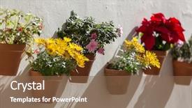  Presentation with white flowers of jasmine - Theme having typical andalusian decoration with flowers background and a  colored foreground