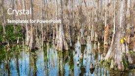  Presentation with florida - Theme enhanced with typical cypress forest in everglades background and a coral colored foreground