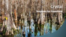  Presentation with national - Audience pleasing slides consisting of typical cypress forest in everglades backdrop and a violet colored foreground