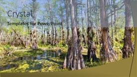  Presentation with forest - Colorful PPT layouts enhanced with typical-cypress-forest-in-everglades backdrop and a light blue colored foreground