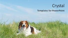  Presentation with dutch - Presentation theme featuring typical dutch dog kooikerhondje laying background and a light blue colored foreground