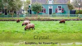  Presentation with dutch - Presentation featuring typical-dutch-houses-in-zaanse background and a yellow colored foreground