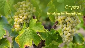  Presentation with sweet - Slide set featuring typical-grapes-with-botrytis-cinerea background and a tawny brown colored foreground