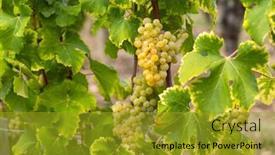  Presentation with sweet - Slide set enhanced with typical-grapes-with-botrytis-cinerea background and a  colored foreground