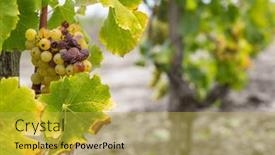  Presentation with france - Presentation having typical-grapes-with-botrytis-cinerea background and a yellow colored foreground