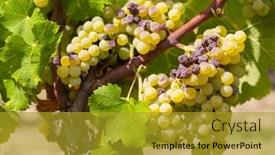  Presentation with sweet - Presentation design consisting of typical-grapes-with-botrytis-cinerea background and a gold colored foreground