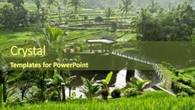  Presentation with rice field - Audience pleasing presentation design consisting of typical terrace rice fields backdrop and a tawny brown colored foreground