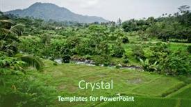  Presentation with rice fields - Audience pleasing slide set consisting of typical terrace rice fields of bali indonesia backdrop and a tawny brown colored foreground