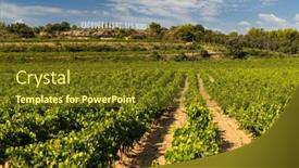  Presentation with vineyard - PPT theme consisting of typical-vineyard-near-vacqueyras-cotes background and a tawny brown colored foreground