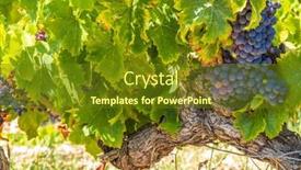  Presentation with vineyard - Slides consisting of typical-vineyard-near-vinsobres-cotes background and a tawny brown colored foreground