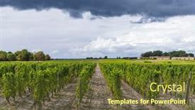  Presentation with vineyards - PPT theme having typical-vineyards-near-chateau-d background and a tawny brown colored foreground